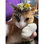 MUU