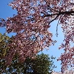 散桜