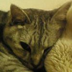 とらねこ