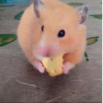 ねねちゃん