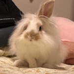 ちくわぶ