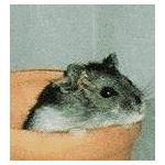 お兄P