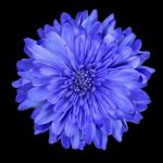 DAHLIA