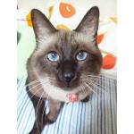 かぶねこ