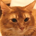 ねこ