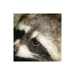 Raccoon
