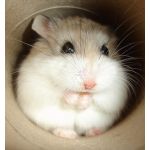 ぜおちゃん