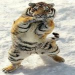 舞茸ポテチ