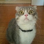 れんれん