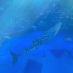userPhoto