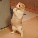 もちお