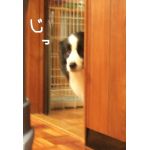 るうく