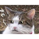 aki
