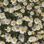 userPhoto