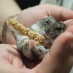 野乃
