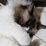 のまくらげ