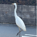 秋月