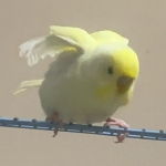 玲深