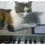 花猫組