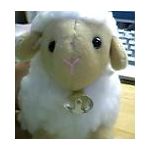 こんきつね