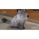chobi02
