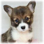 狂犬