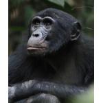 Bonobo