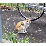 豊ちゃん