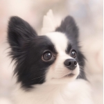 userPhoto