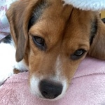 userPhoto