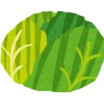 きゃべつ