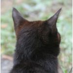 nekosuke