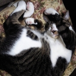 Aki＠ねこるりP