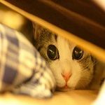 シルベスタギブネバ茶