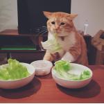たけのこ