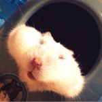 はむさん