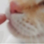はなさき