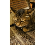 ねこたろう