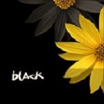 Black tea
