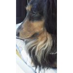 ★犬猫