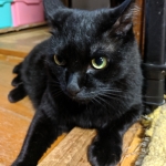 userPhoto