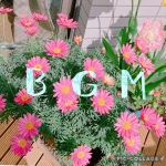 よしクラBGM