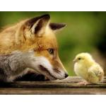 きちゅね