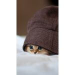 猫缶
