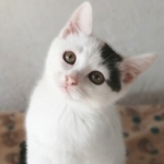 m.1.boiyui2.onet