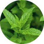 薄荷