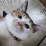 ぼび