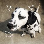 bancyo