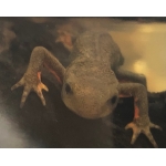 ぐどん