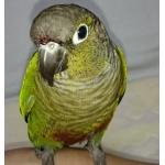 ぶるぼん